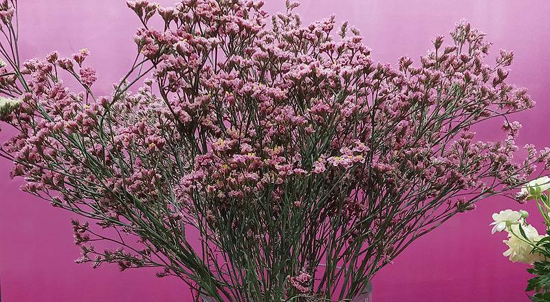 水晶花 粉鑽 (圖片2)