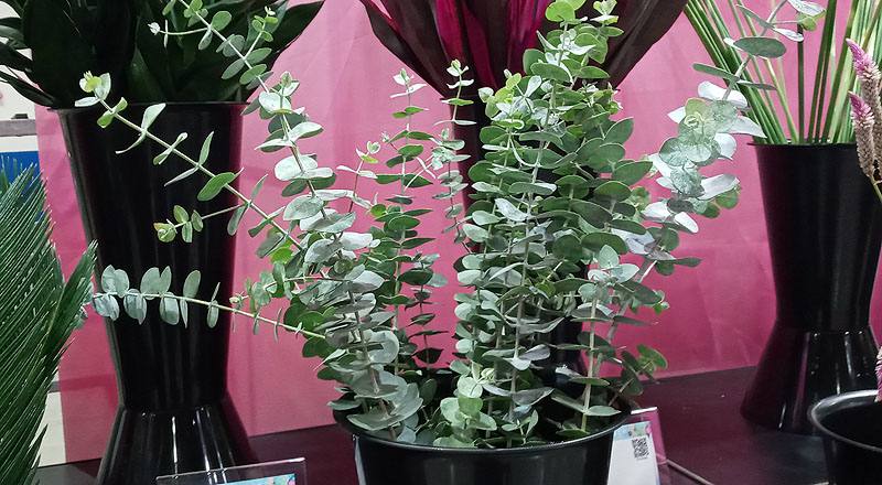 尤加利葉 (圖片1)