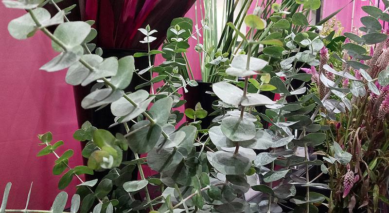 尤加利葉 (圖片2)