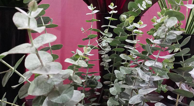 尤加利葉 (圖片3)