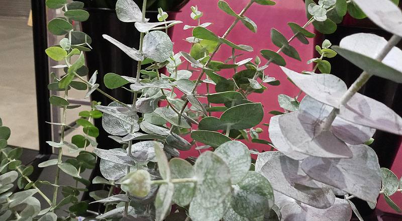 尤加利葉 (圖片4)