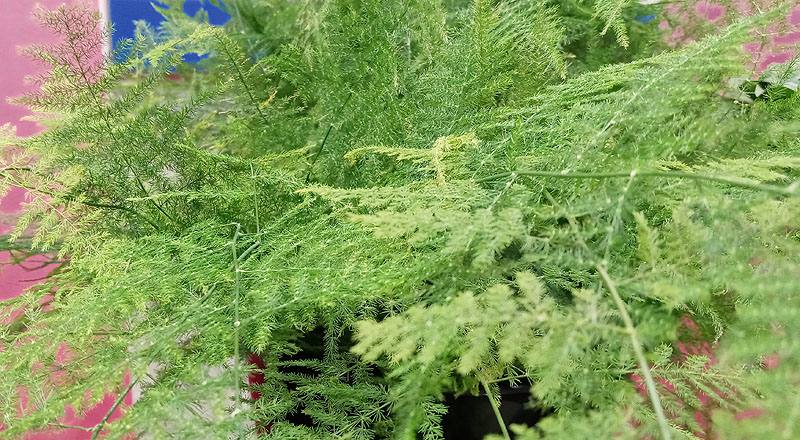 文竹(新娘花) (圖片3)