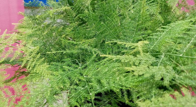 文竹(新娘花) (圖片4)