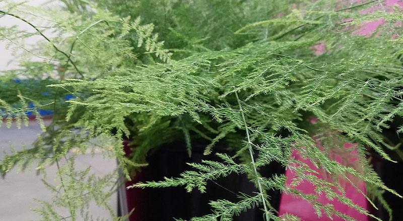 文竹(新娘花) (圖片2)