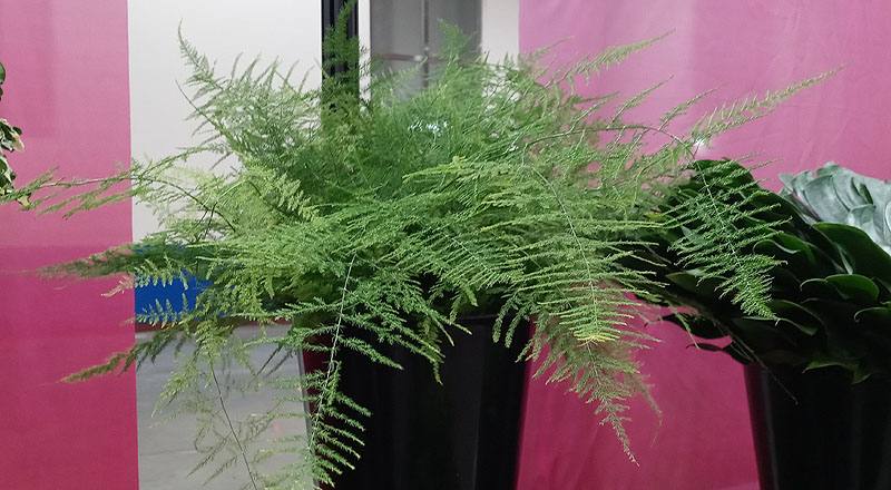 文竹(新娘花) (圖片1)