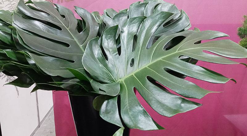 電信蘭葉 (圖片1)