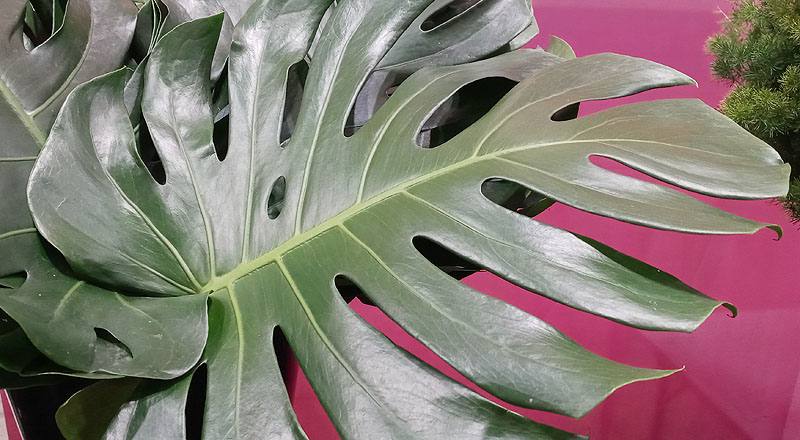 電信蘭葉 (圖片2)