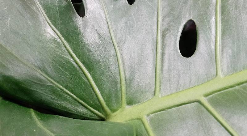 電信蘭葉 (圖片3)