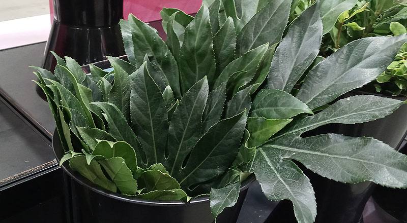 八角金盤 (圖片1)