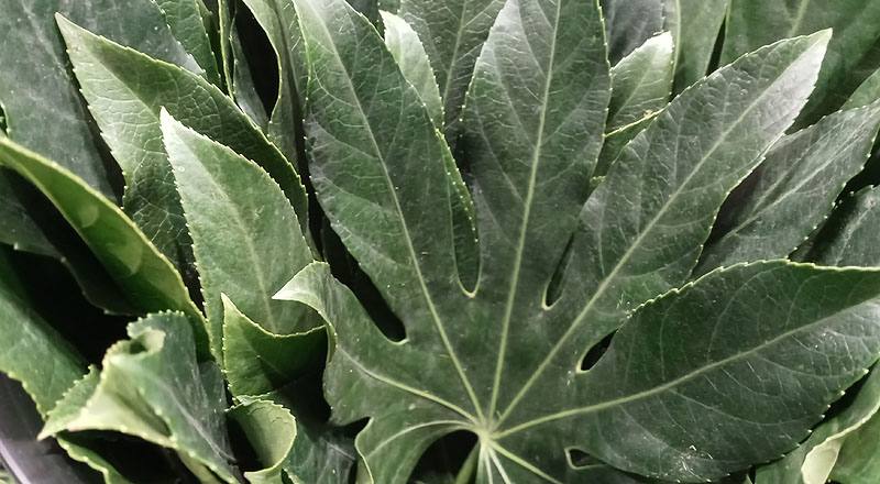 八角金盤 (圖片3)