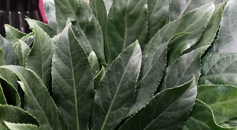 八角金盤 (圖片2)