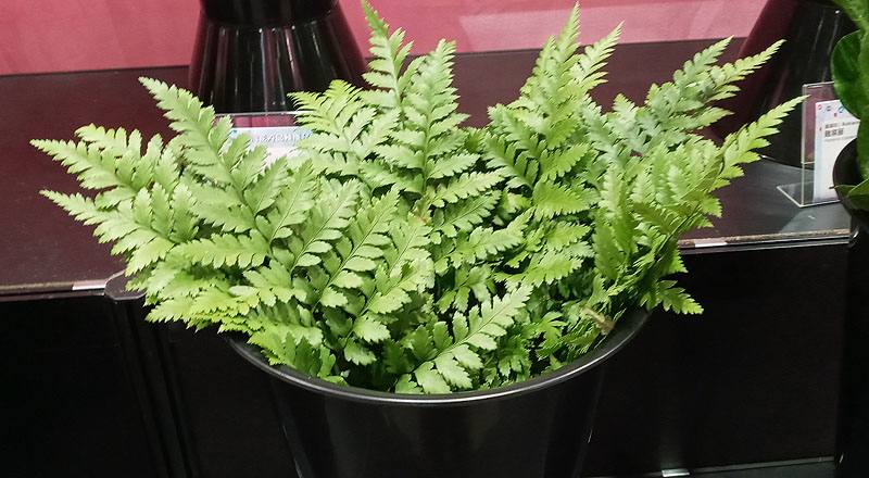 高山羊齒 (圖片1)