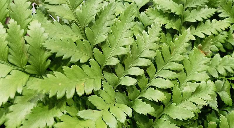 高山羊齒 (圖片2)