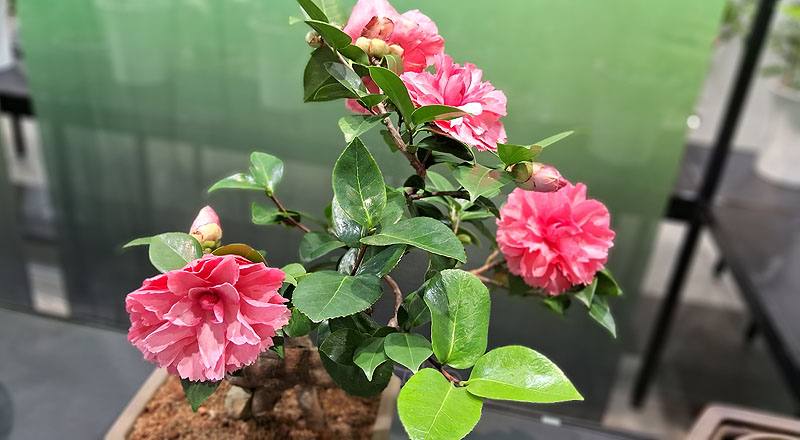 茶花 A夢 (圖片1)