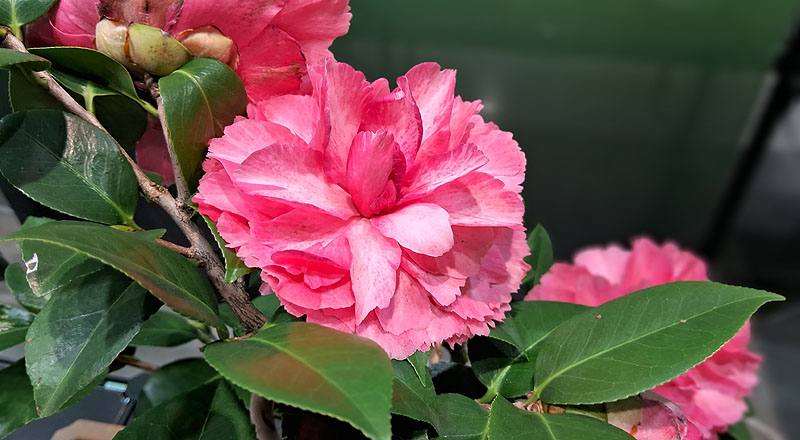 茶花 A夢 (圖片3)