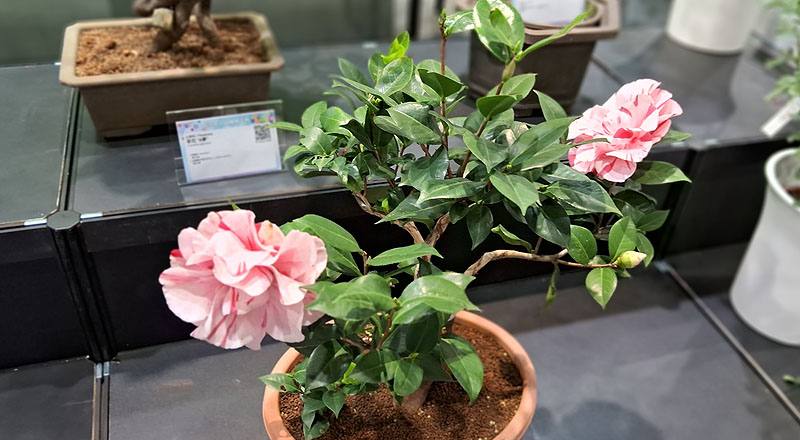 茶花 唐秀彩 (圖片4)