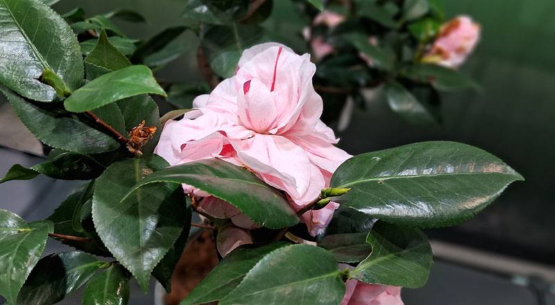 茶花 唐秀彩 (圖片2)