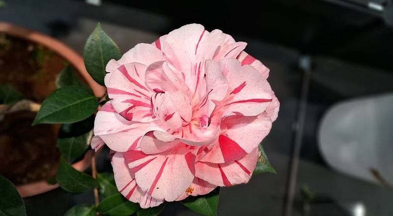 茶花 唐秀彩 (圖片6)