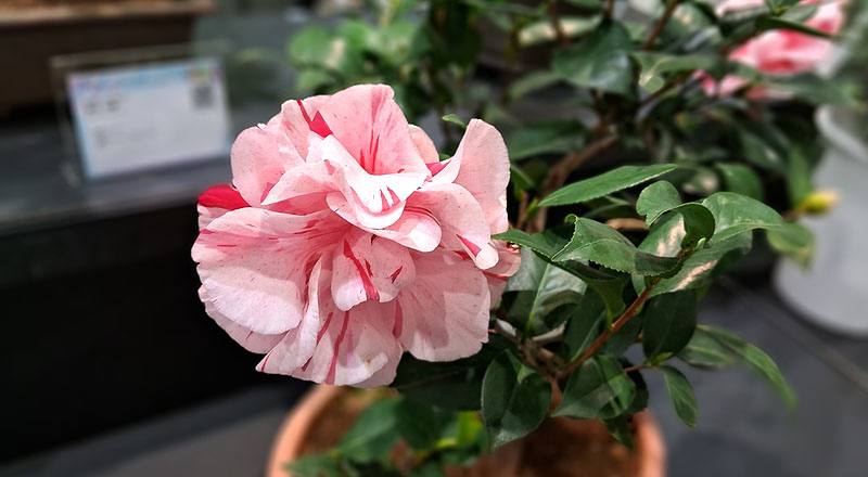 茶花 唐秀彩 (圖片5)