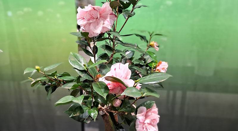 茶花 唐秀彩 (圖片1)