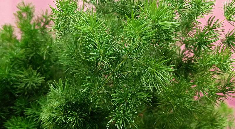 松葉武竹 (圖片3)