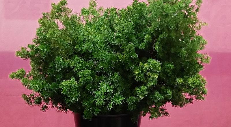 松葉武竹 (圖片1)