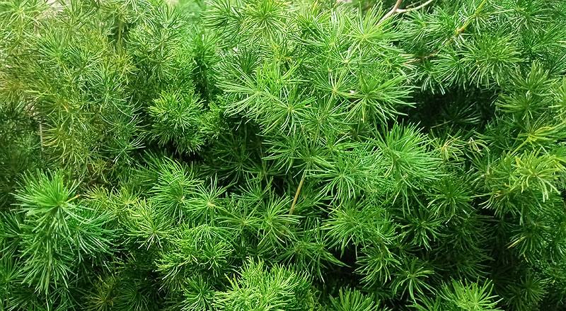 松葉武竹 (圖片2)