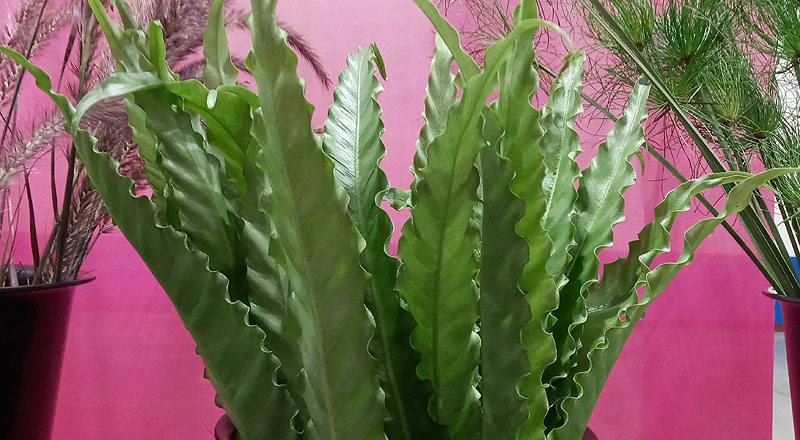 波浪山蘇 (圖片2)