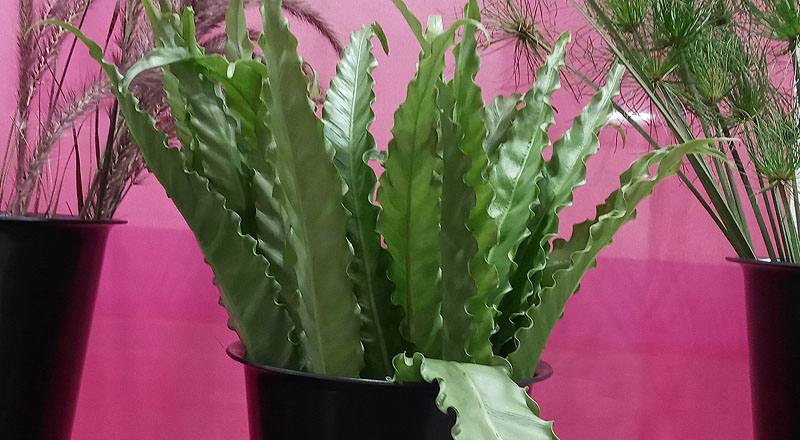 波浪山蘇 (圖片1)