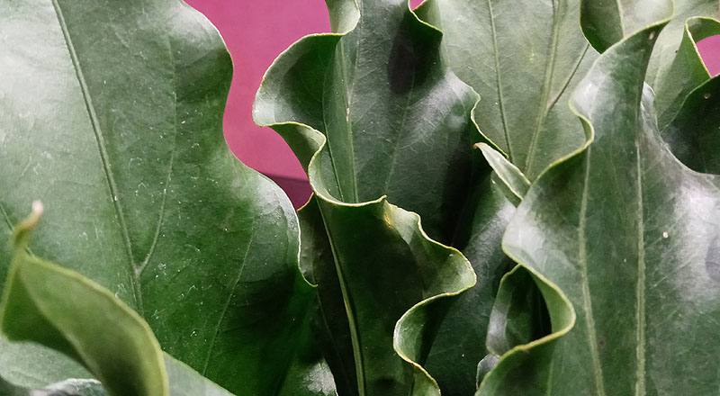 浪葉花燭 (圖片3)