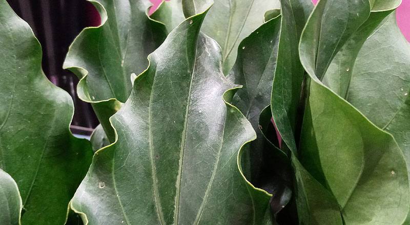 浪葉花燭 (圖片2)