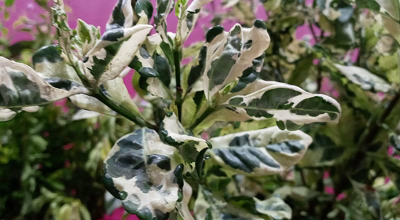 斑葉梔子葉 (圖片2)