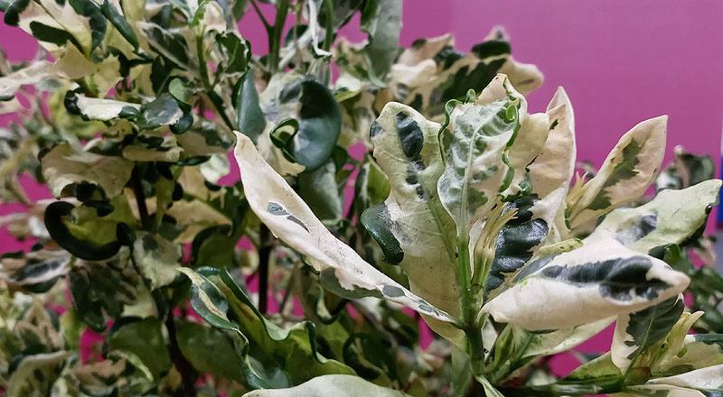 斑葉梔子葉 (圖片3)