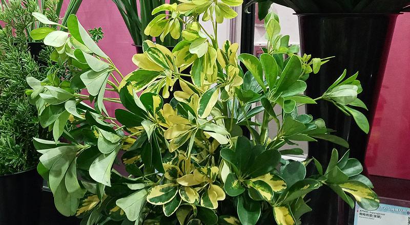 斑葉鵝掌藤 (圖片2)