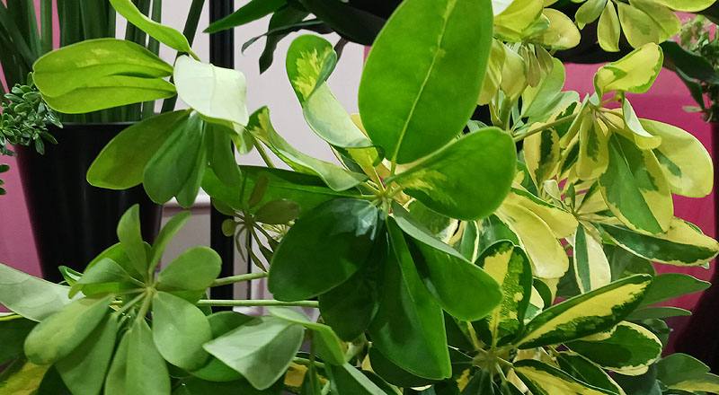 斑葉鵝掌藤 (圖片3)