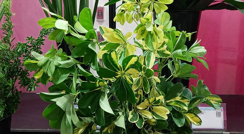 斑葉鵝掌藤 (圖片1)