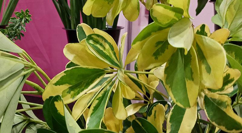 斑葉鵝掌藤 (圖片4)