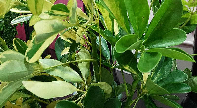 斑葉鵝掌藤 (圖片5)