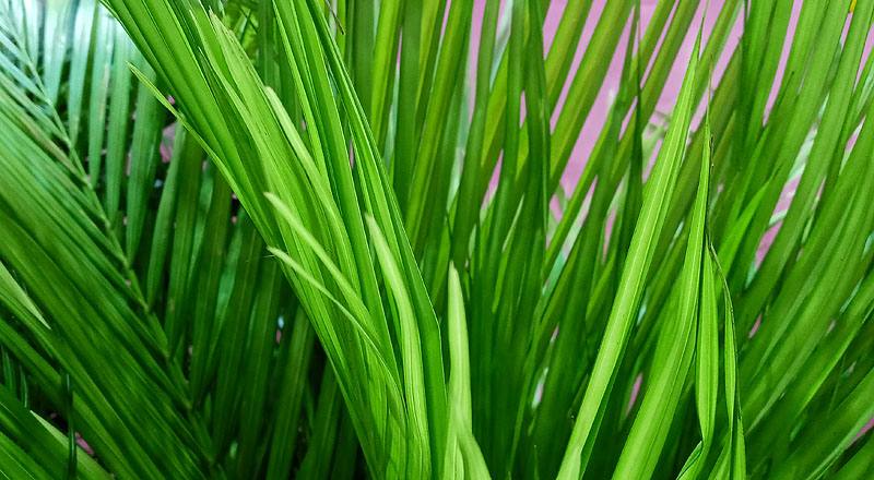 黃椰子葉 (圖片4)