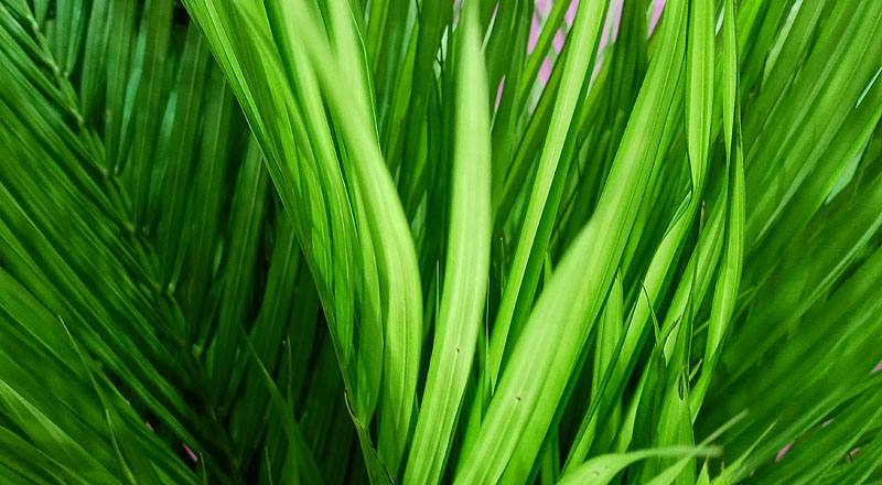 黃椰子葉 (圖片3)