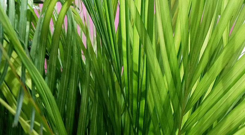 黃椰子葉 (圖片2)