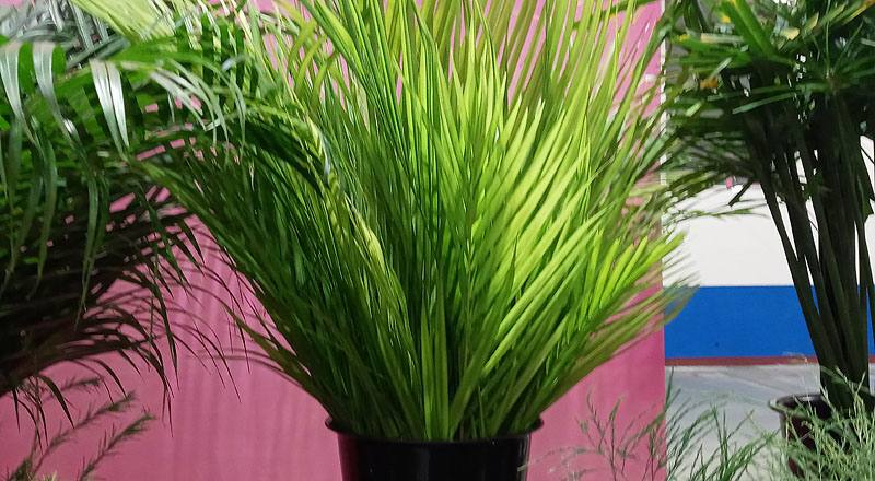 黃椰子葉 (圖片1)