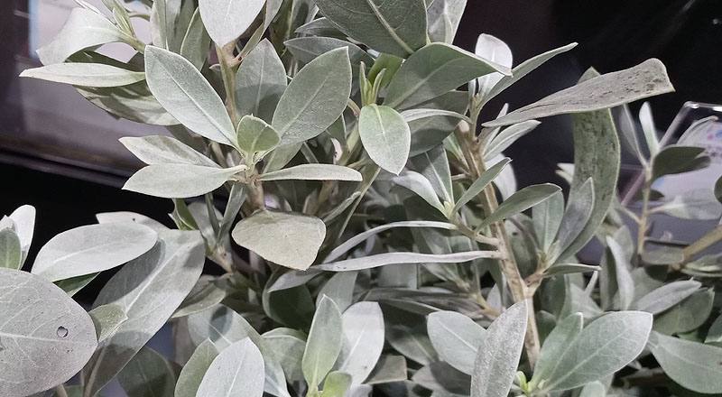 銀葉鈕扣 (圖片4)