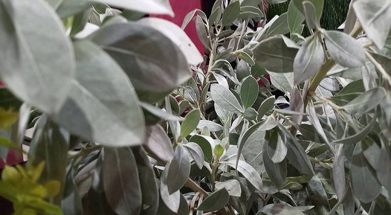 銀葉鈕扣 (圖片2)