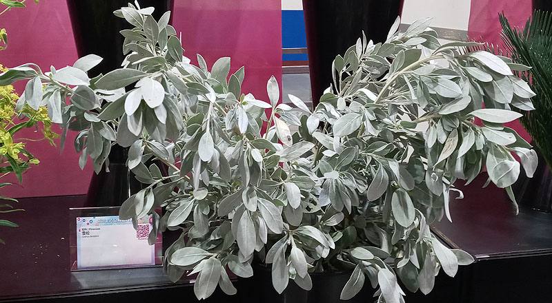 銀葉鈕扣 (圖片1)