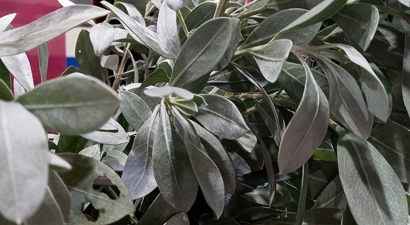 銀葉鈕扣 (圖片3)