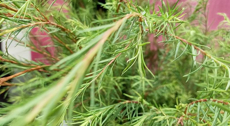 澳洲茶樹 (圖片2)