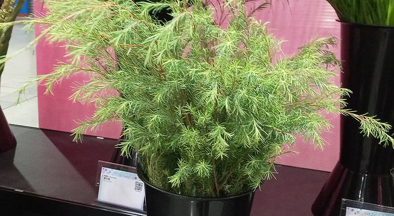 澳洲茶樹 (圖片1)