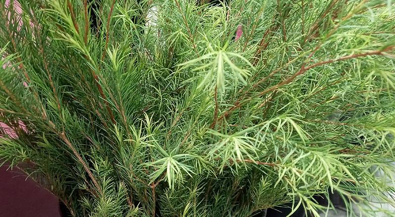 澳洲茶樹 (圖片3)