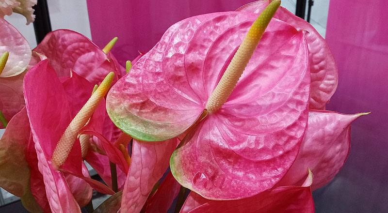 火鶴花 羅莎 (圖片5)